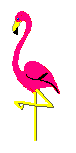 [spinning flamingo]